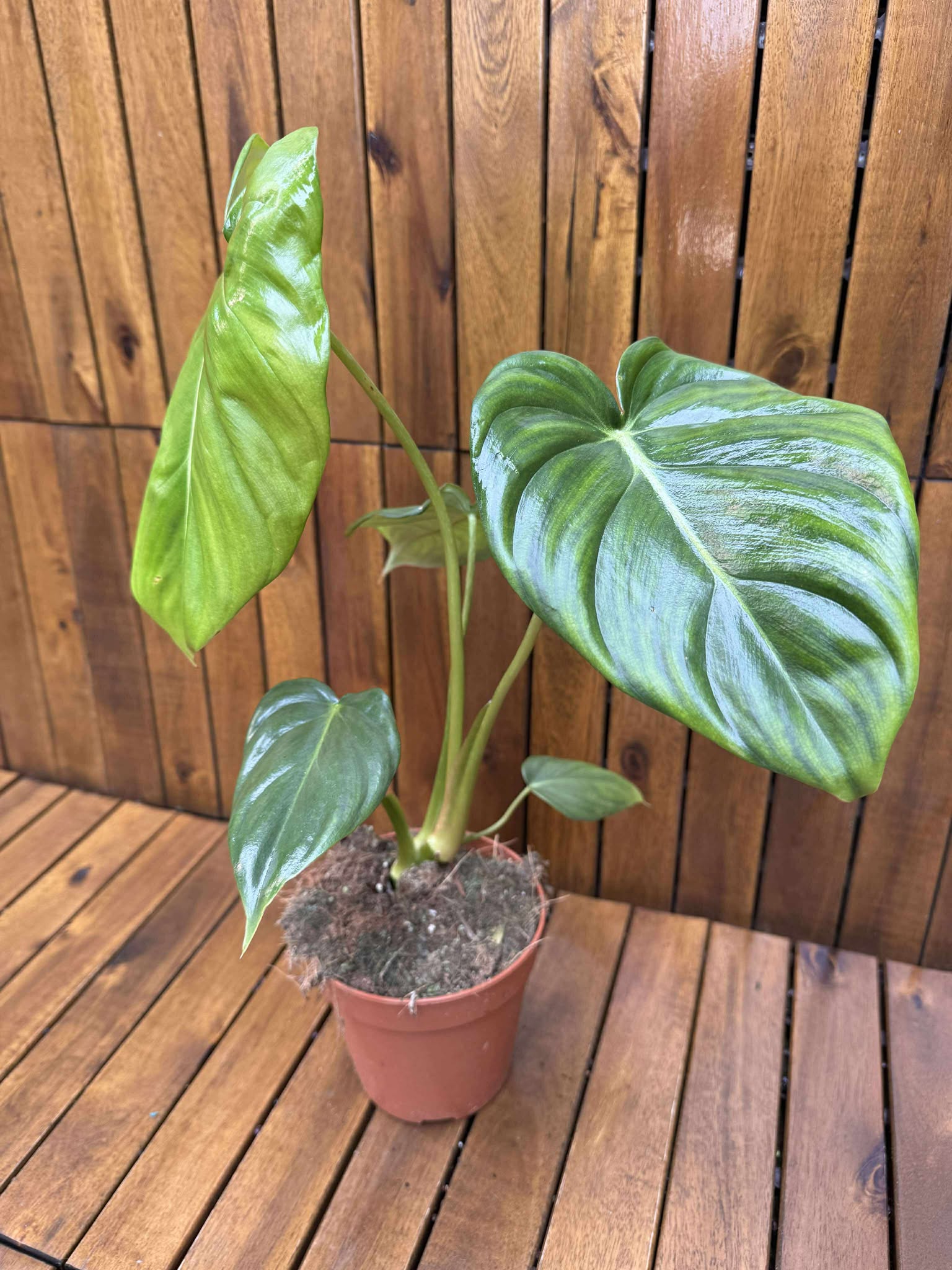 Philodendron Pastazanum
