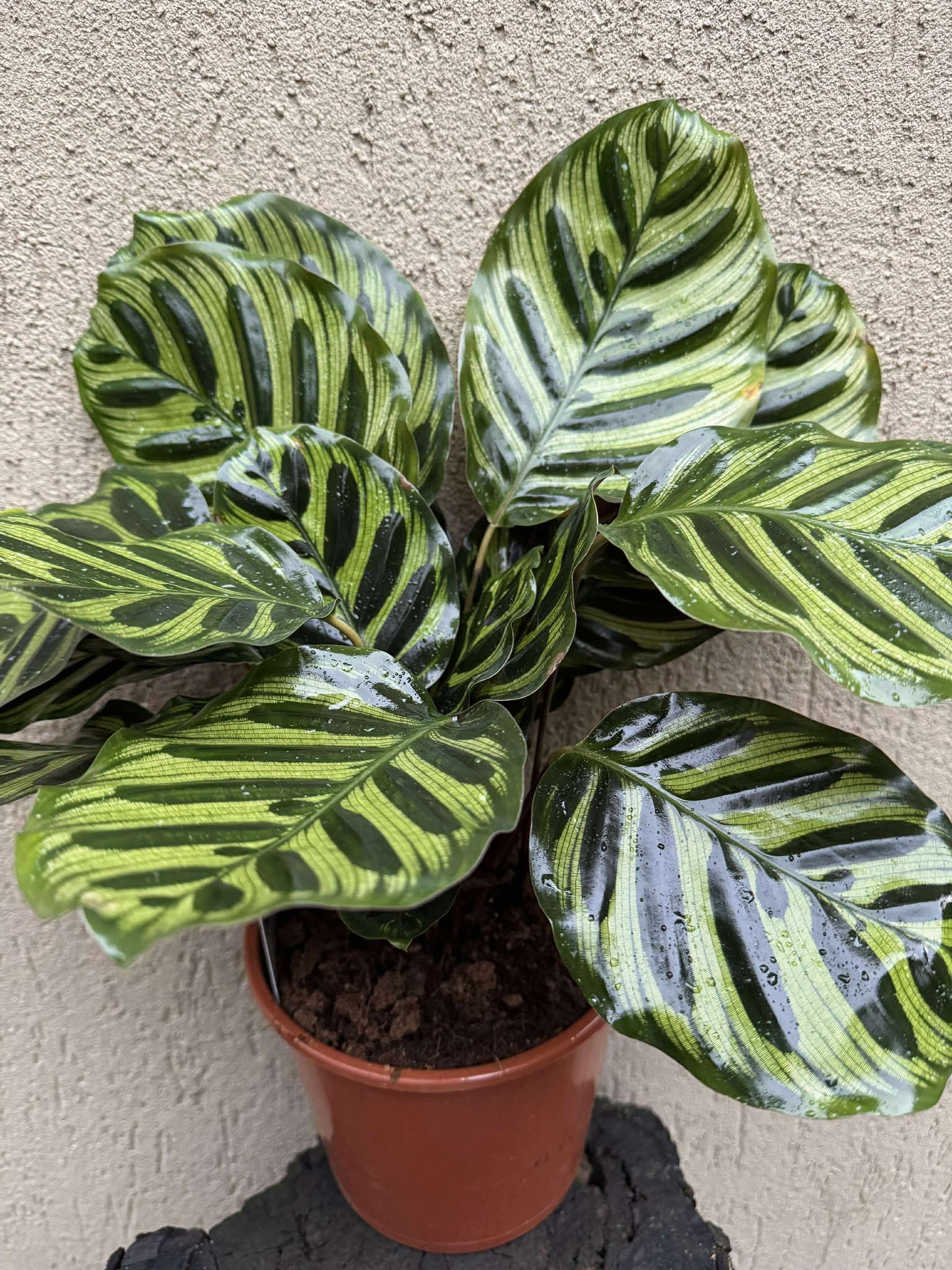 Calathea Makoyana