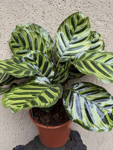 Calathea Makoyana