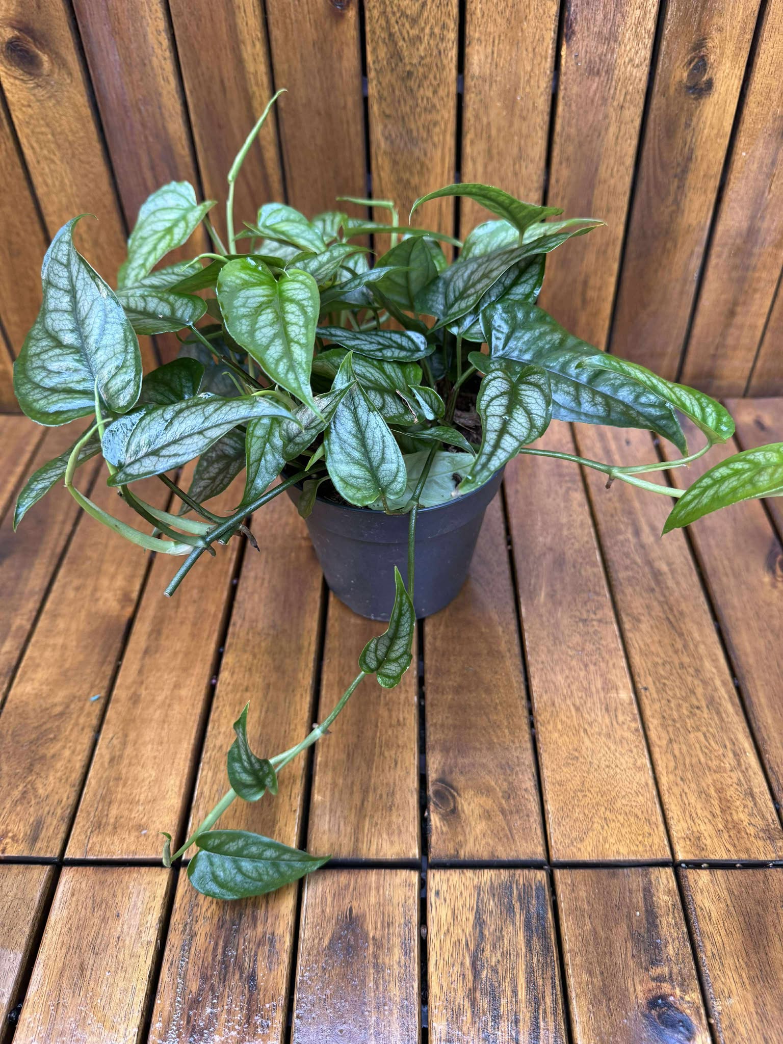Monstera Siltpecana