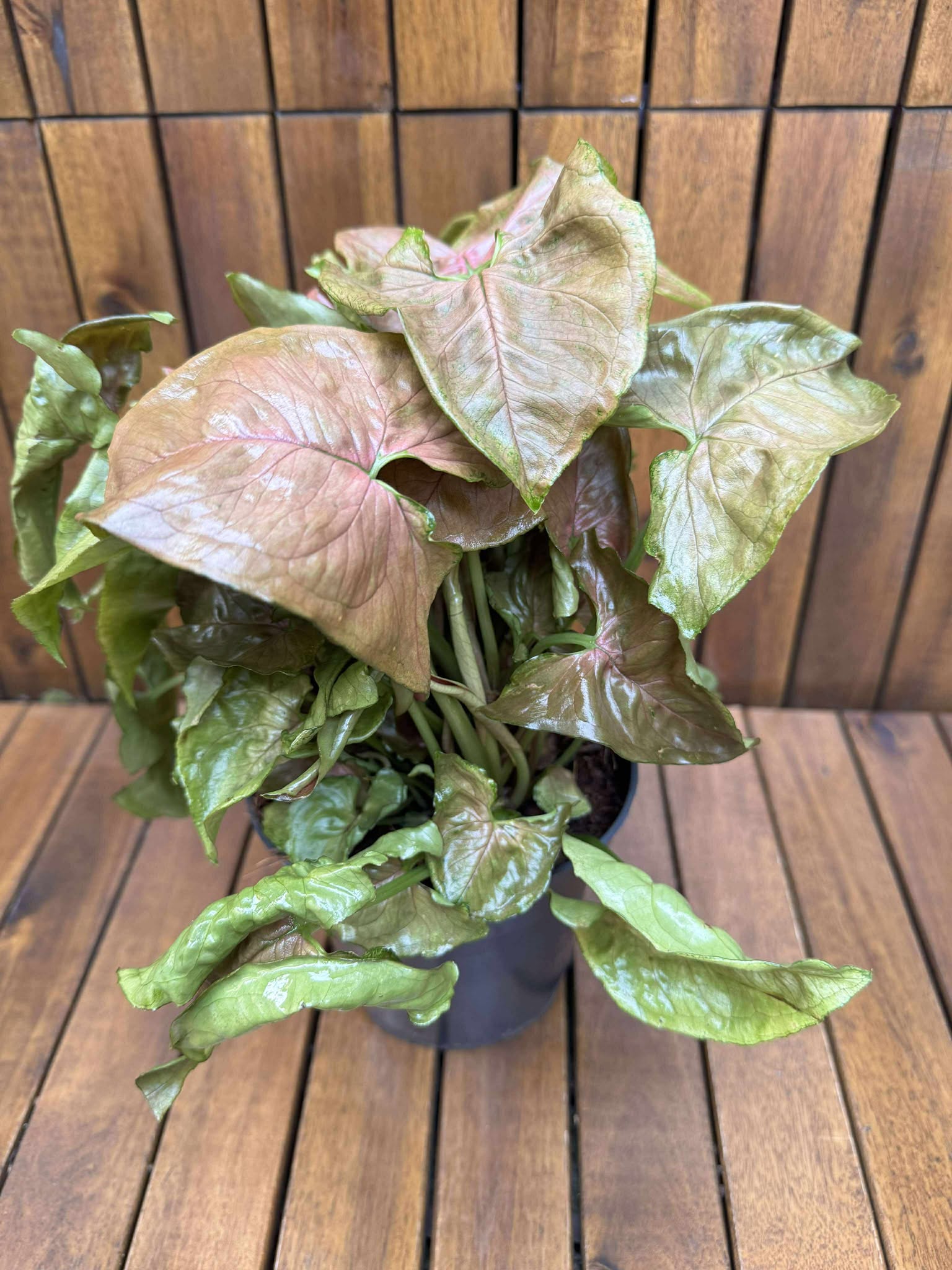 Syngonium Maria