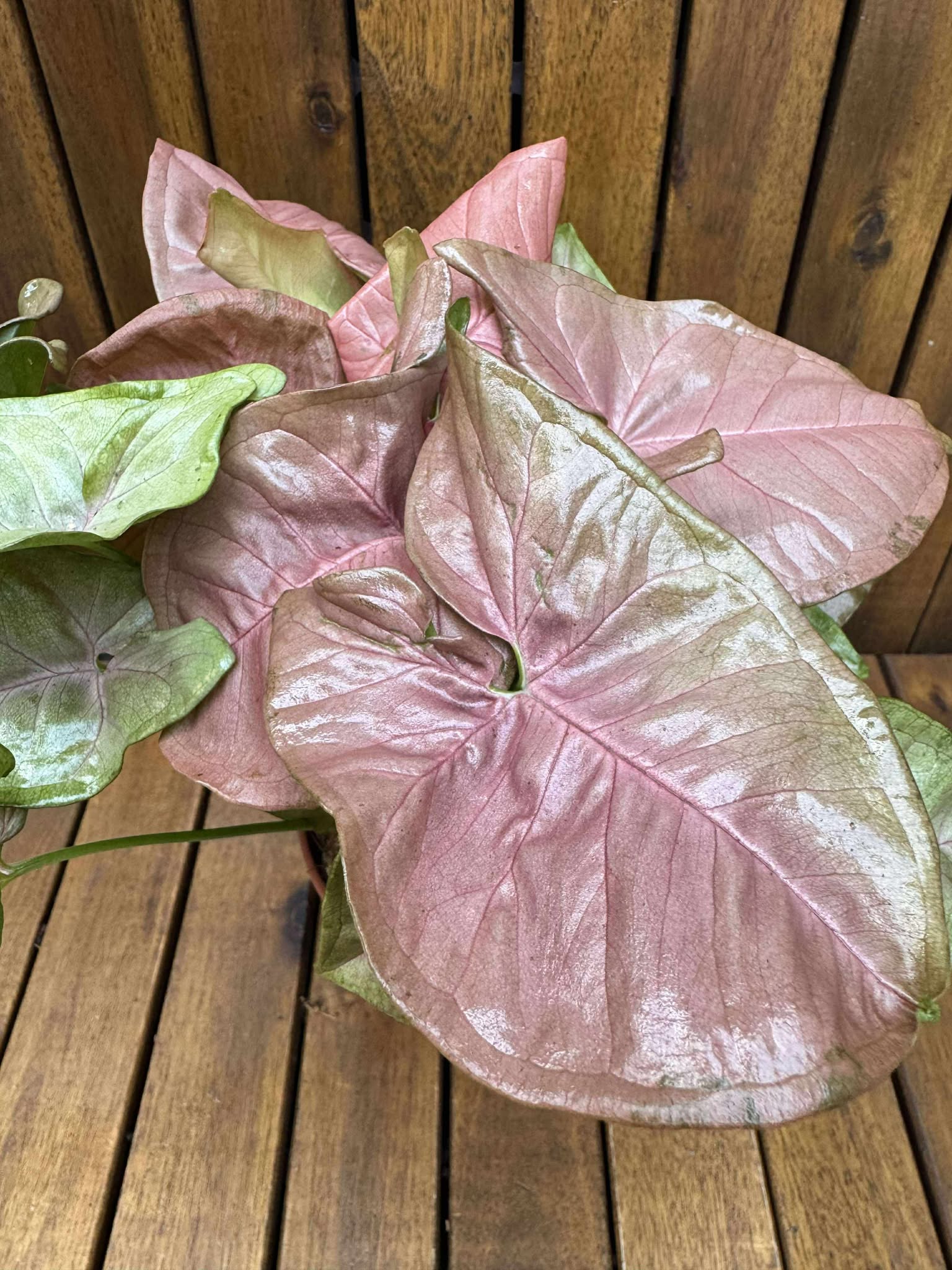Syngonium Pink