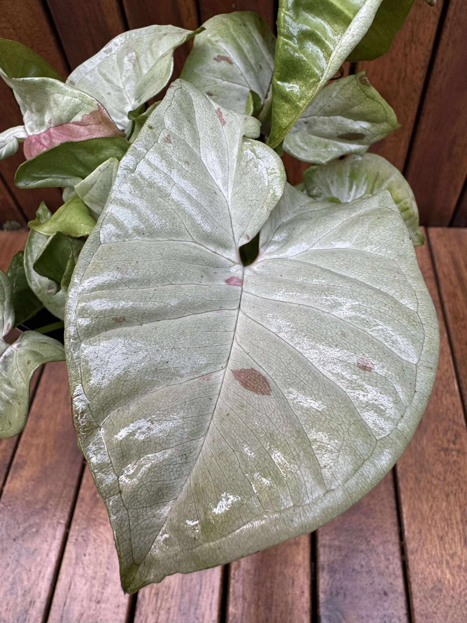 Syngonium Milk Confetti