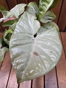 Syngonium Milk Confetti