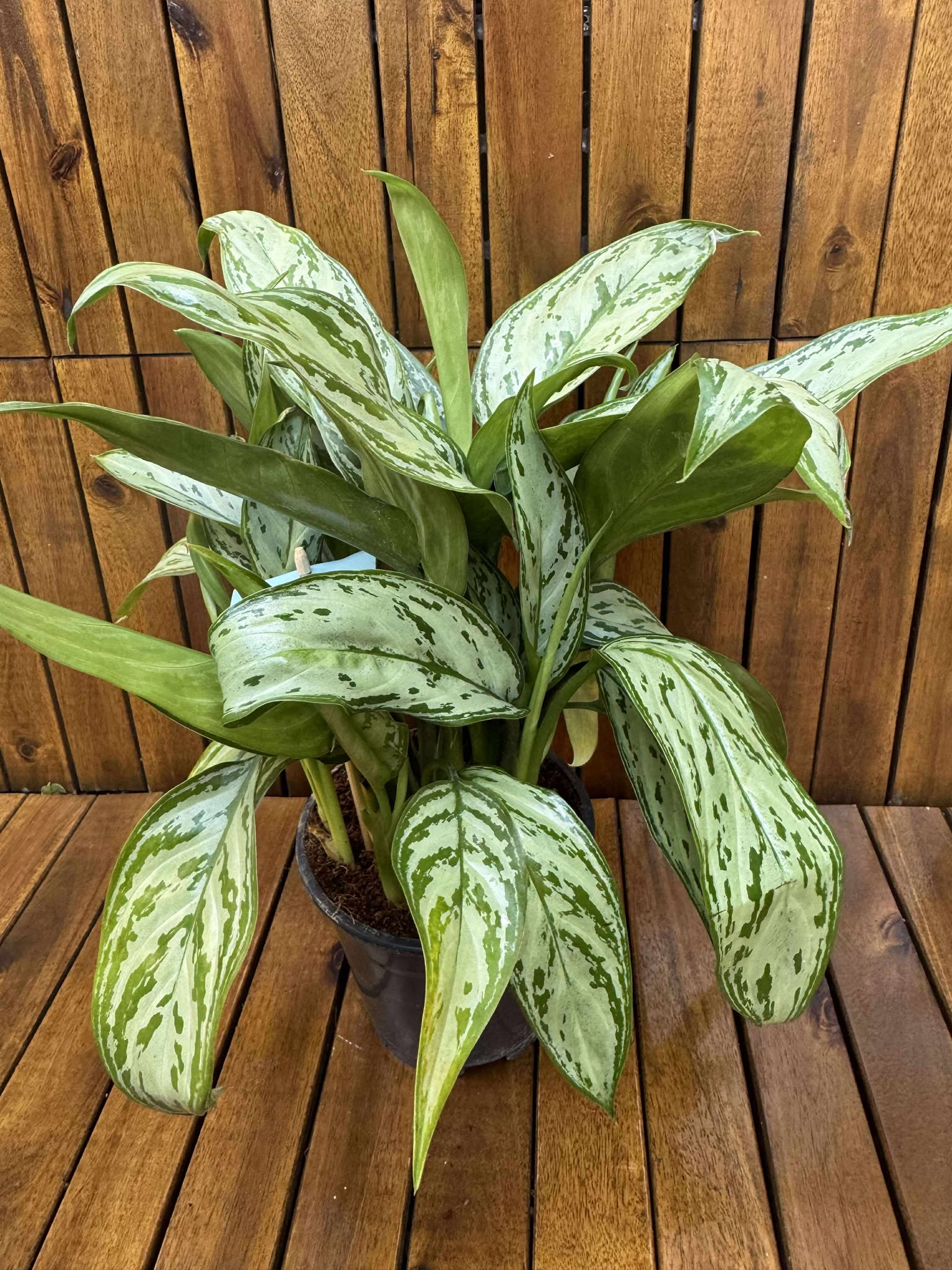 Aglaonema Silver Queen