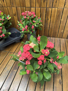 Euphorbia Milli Vulcanus