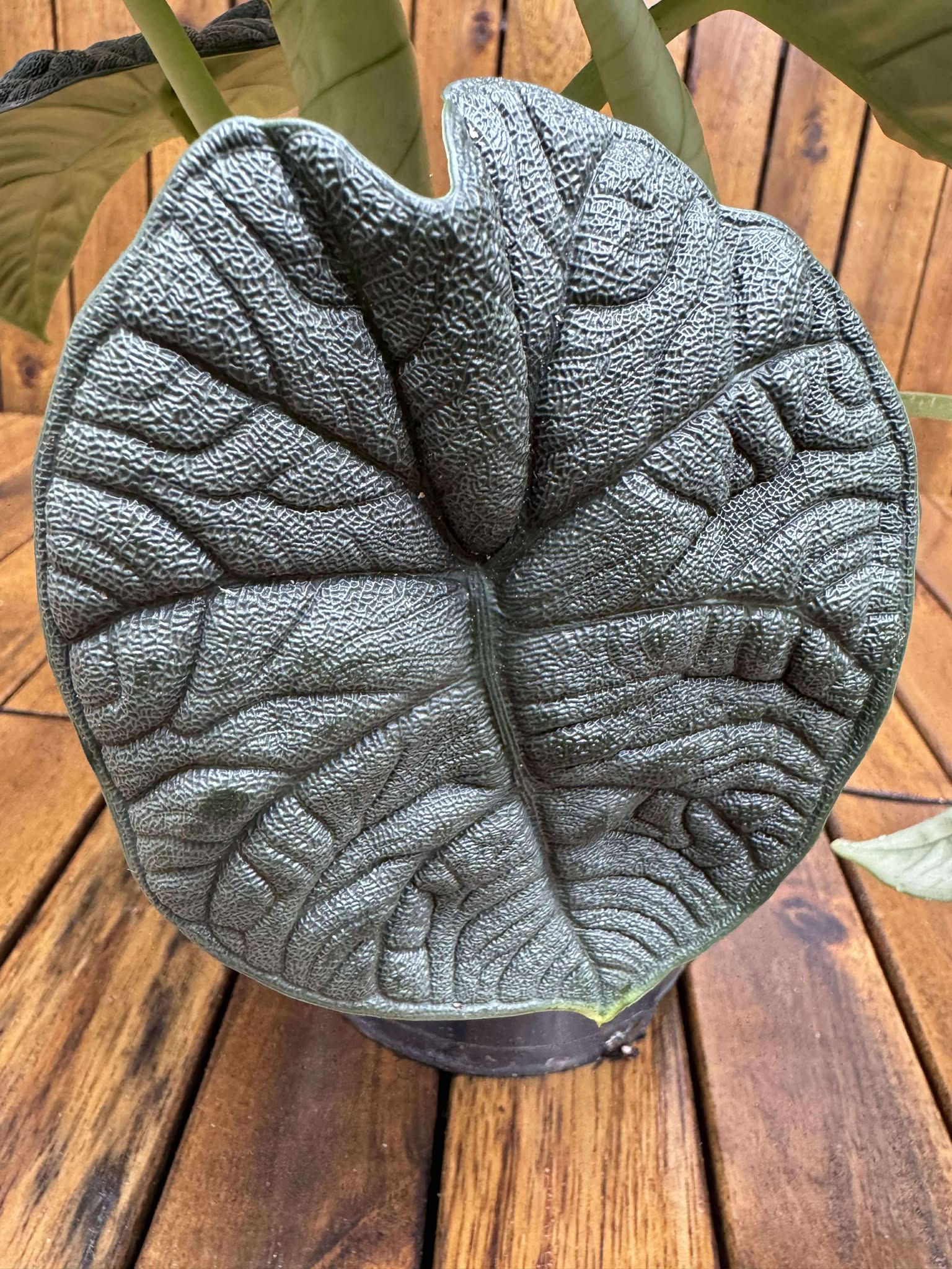Alocasia Melo
