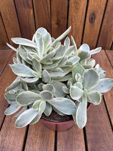Crassula Swaziensis