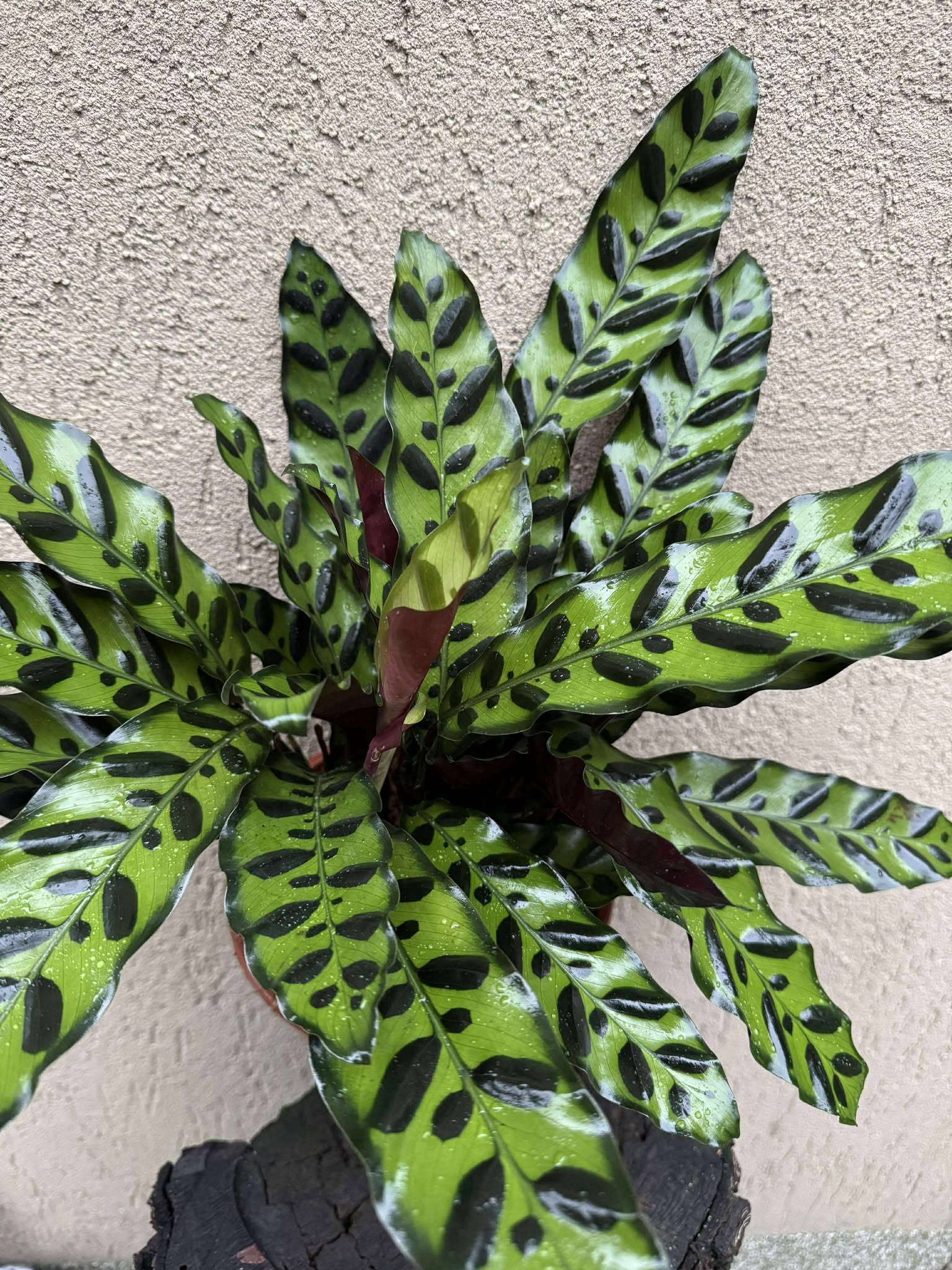 Calathea Lancifolia