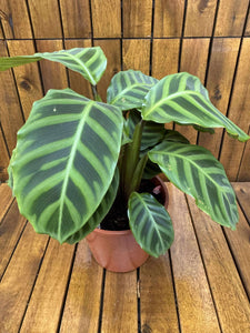 Calathea Zebrina