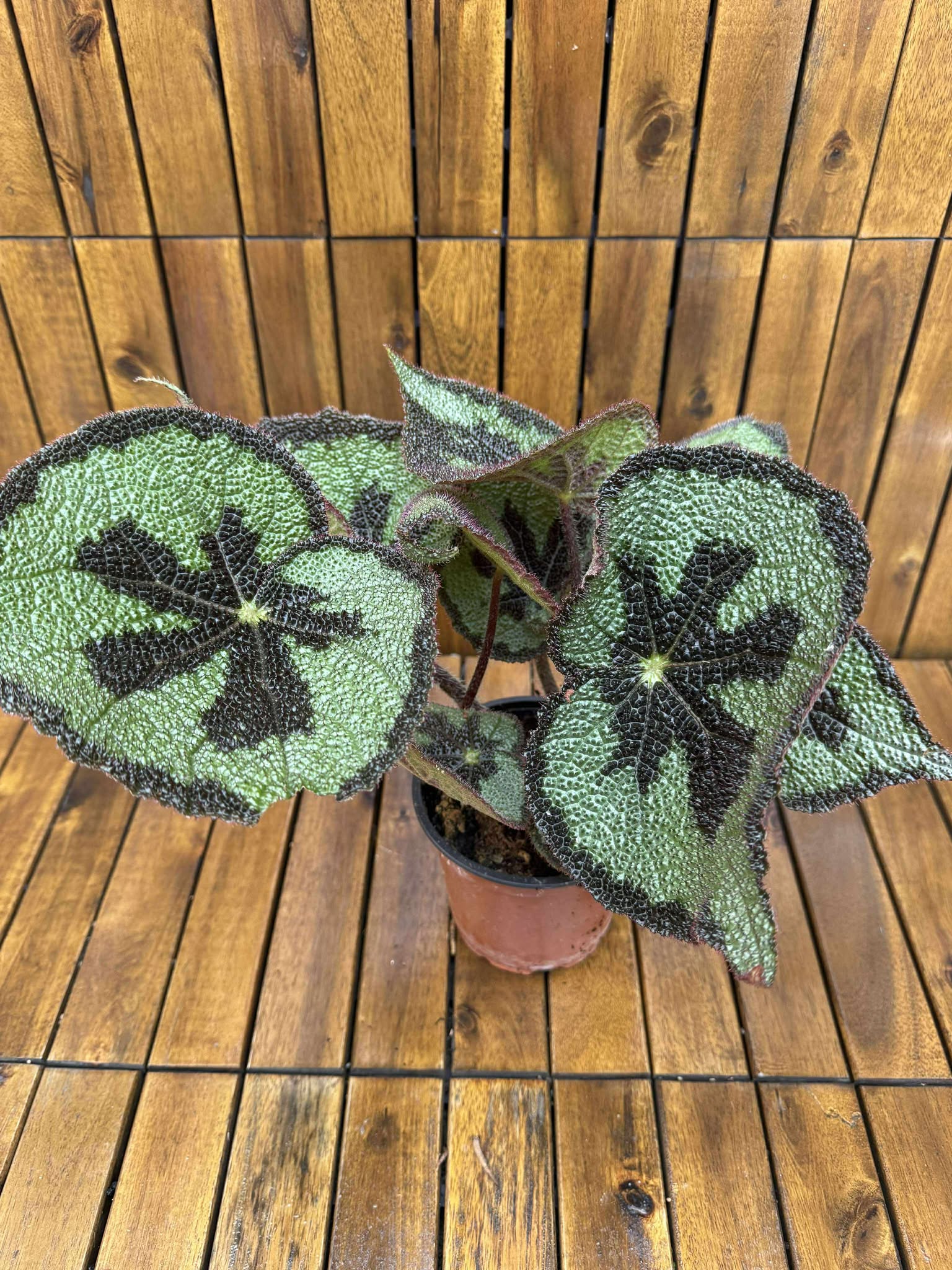 Begonia Masoniana