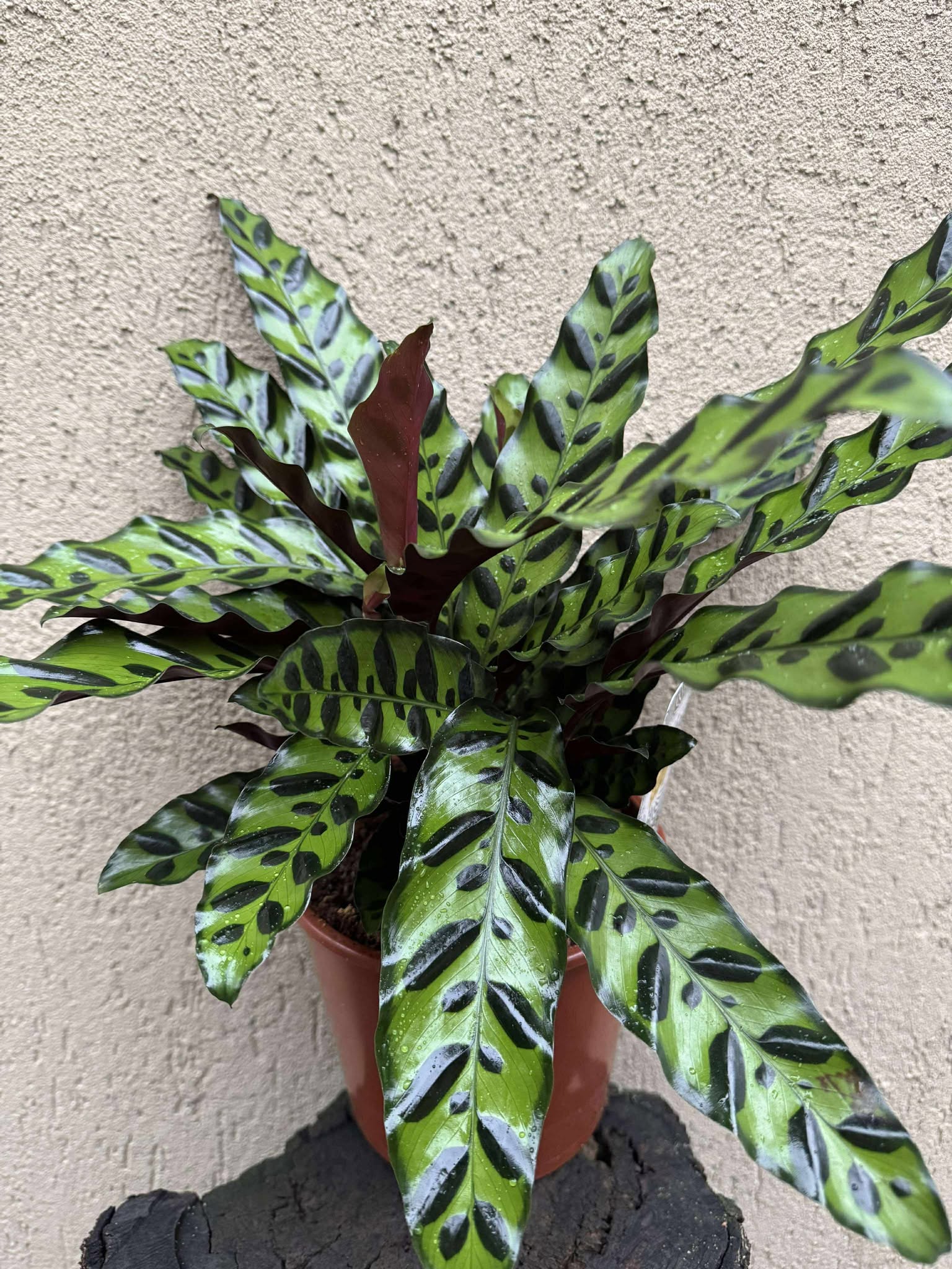 Calathea Lancifolia