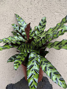 Calathea Lancifolia