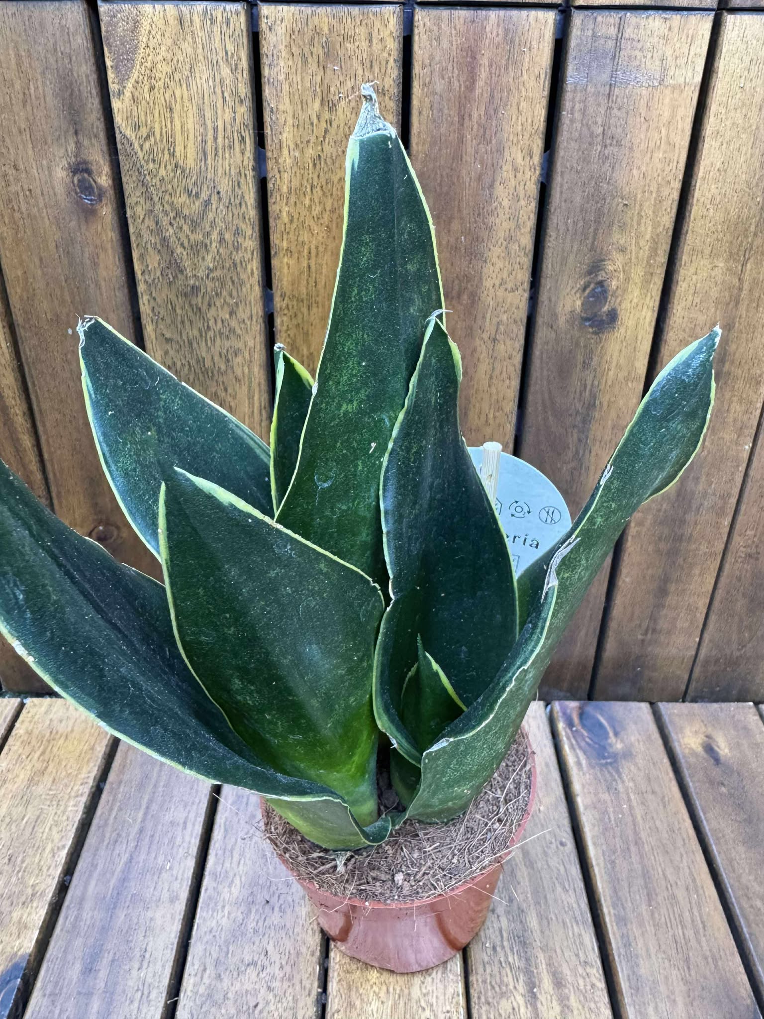 Sansevieria Black Diamond