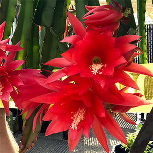 Epiphyllum Red Tip