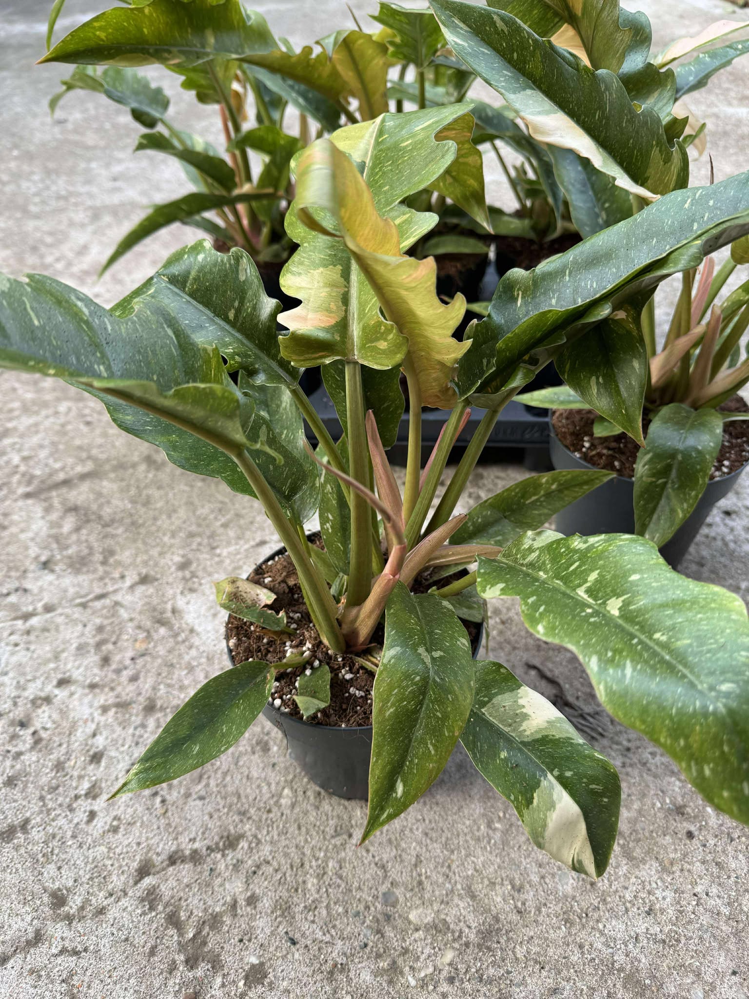 Philodendron Ring of Fire D14