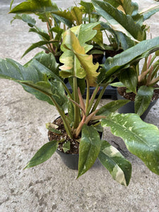 Philodendron Ring of Fire D14