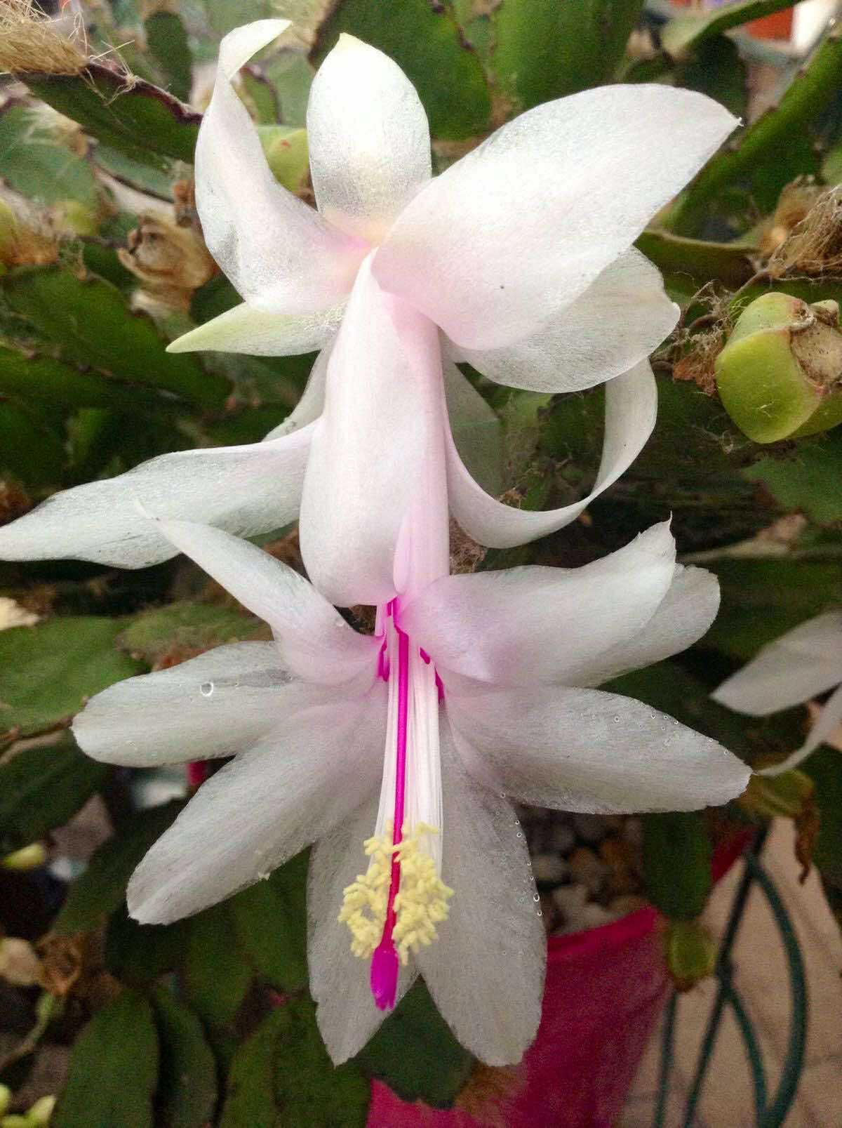 Schlumbergera/Cactusul Craciunului, alb
