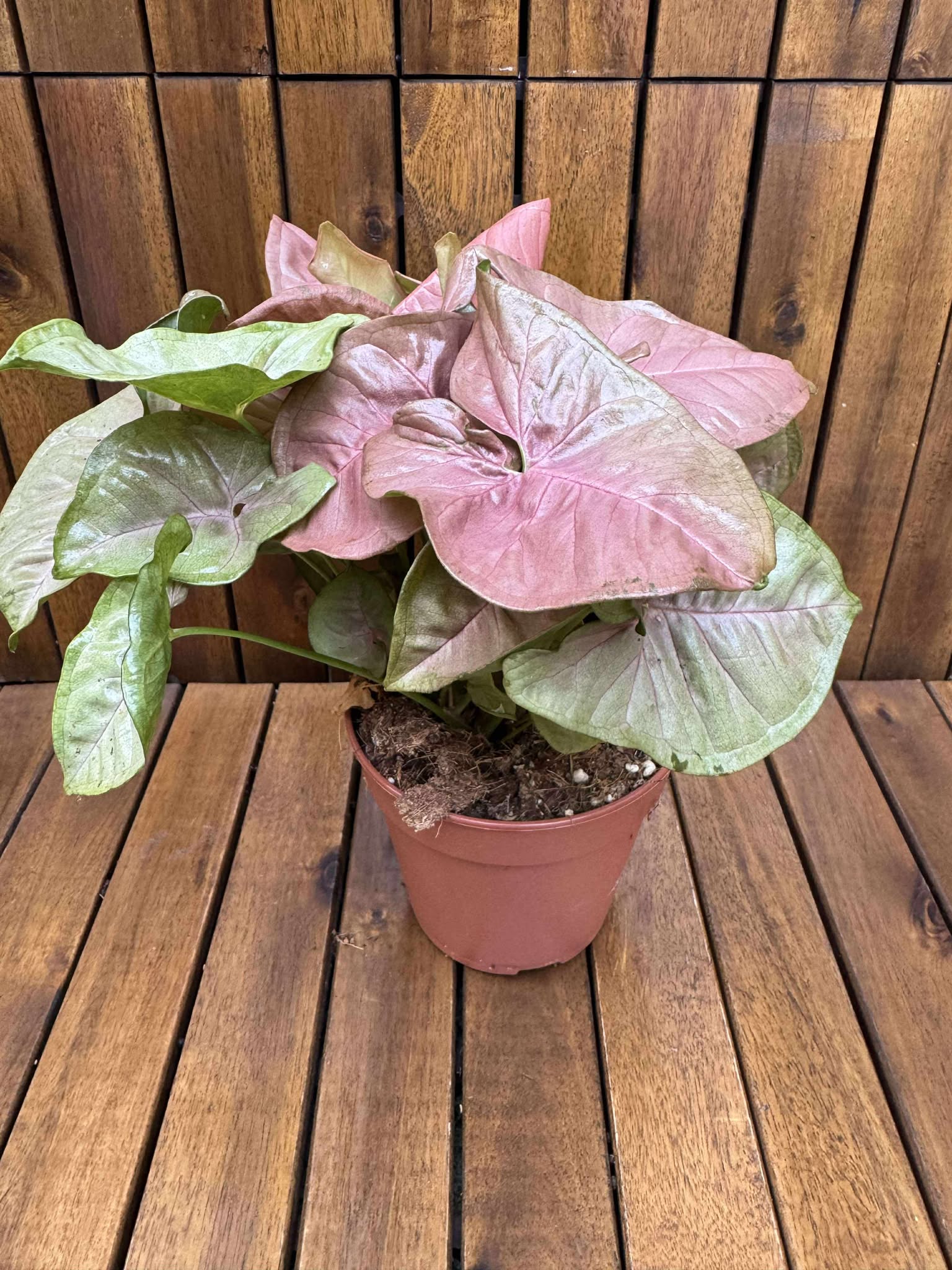 Syngonium Pink