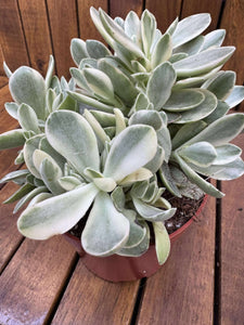 Crassula Swaziensis