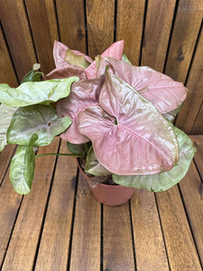 Syngonium Pink