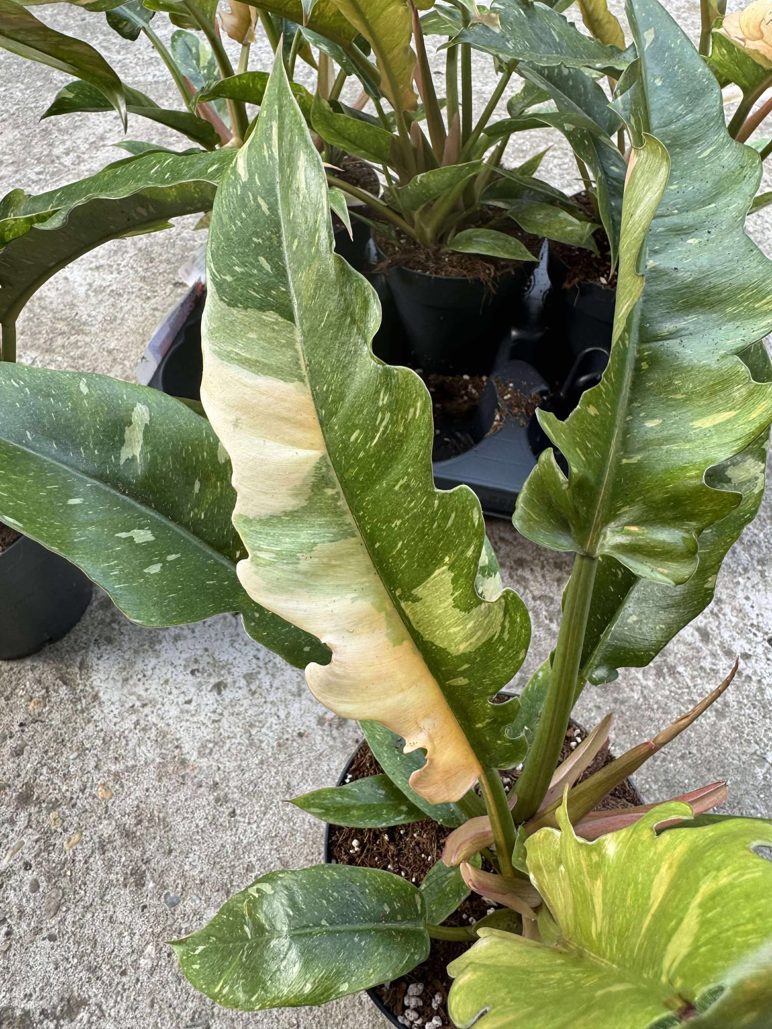 Philodendron Ring of Fire D14