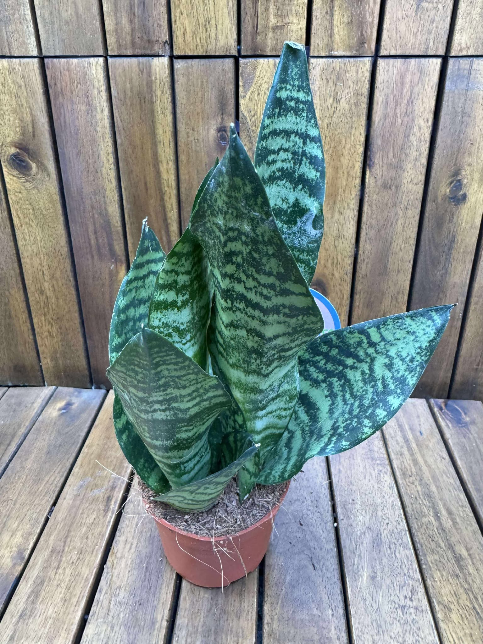 Sansevieria Futura Robusta