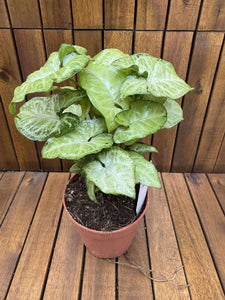 Syngonium Arrow