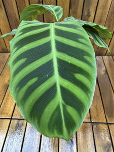 Calathea Zebrina
