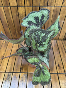 Begonia Masoniana