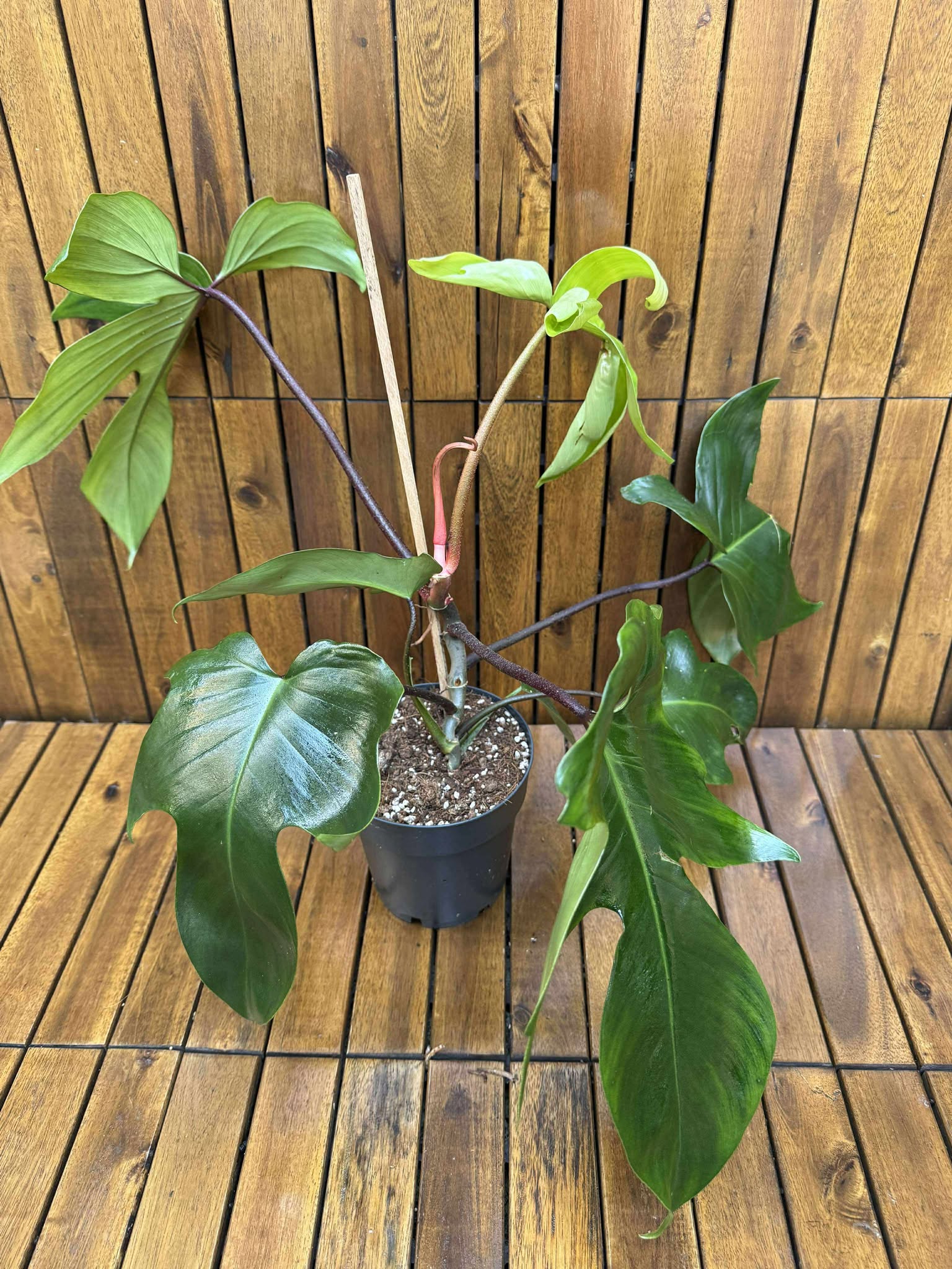 Philodendron Green Florida
