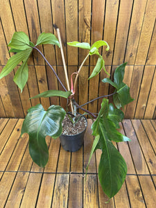 Philodendron Green Florida