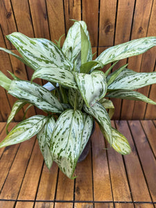 Aglaonema Silver Queen
