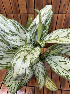 Aglaonema Silver Queen