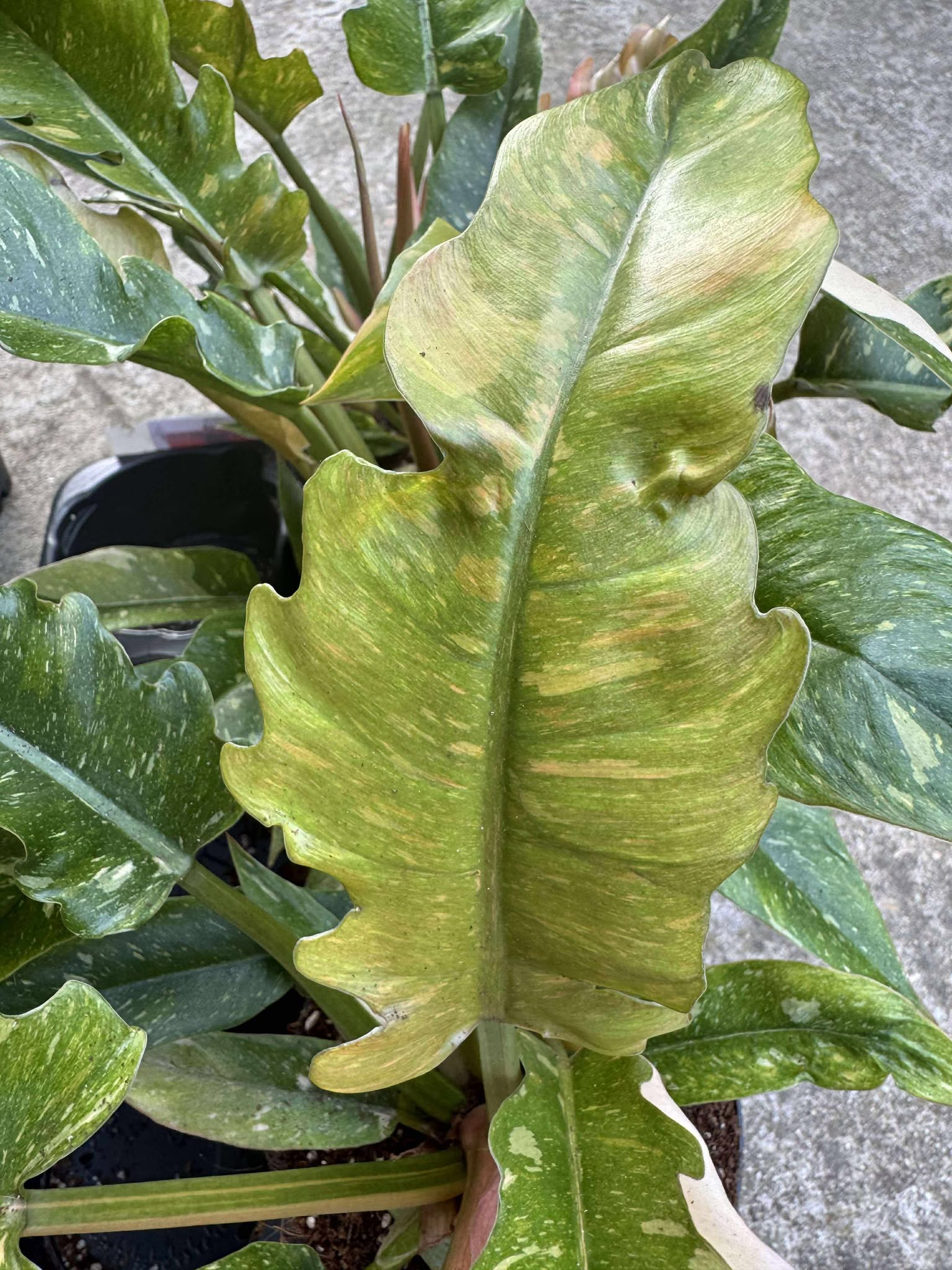 Philodendron Ring of Fire D14