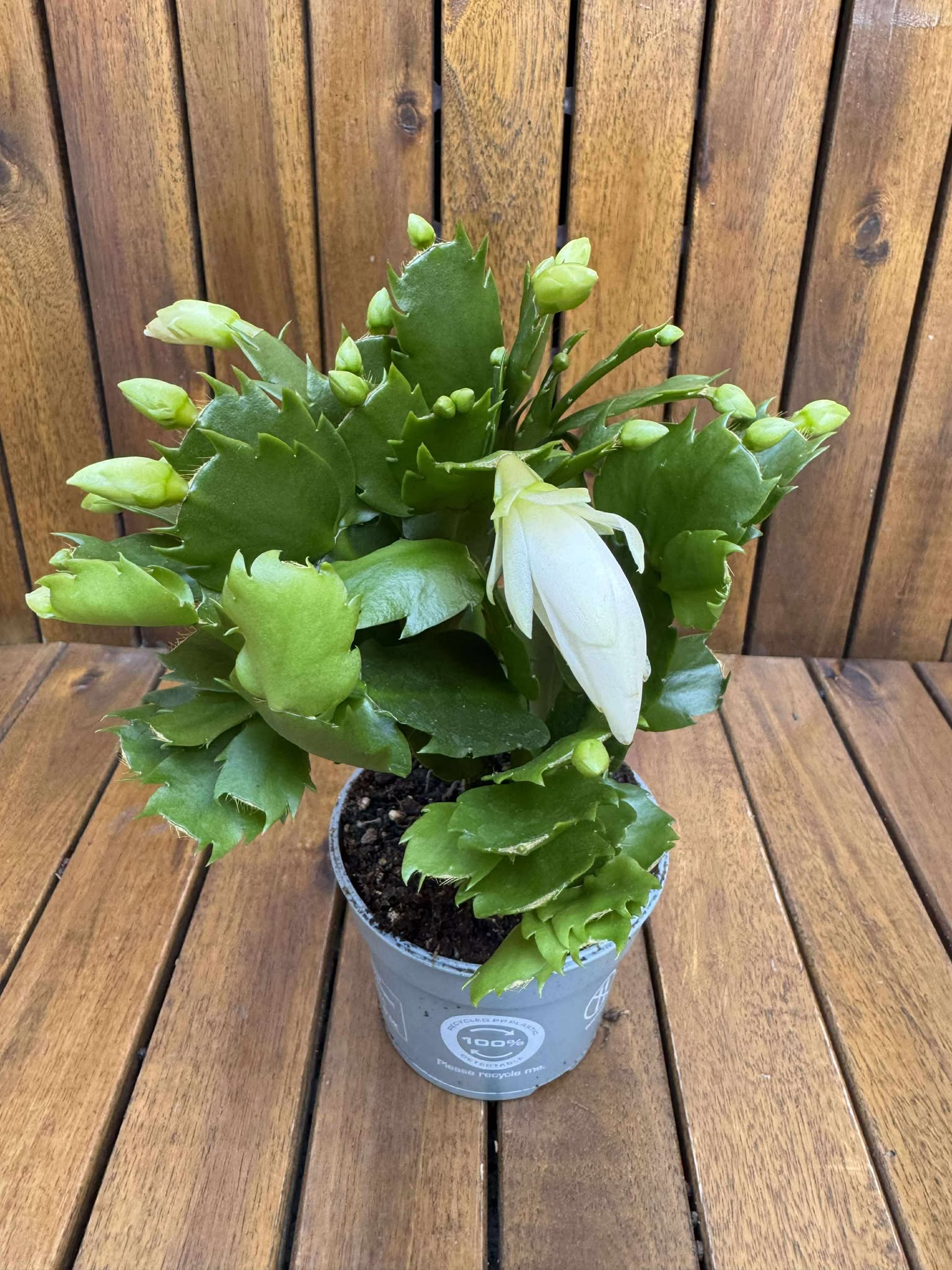 Schlumbergera/Cactusul Craciunului, alb