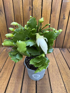 Schlumbergera/Cactusul Craciunului, alb