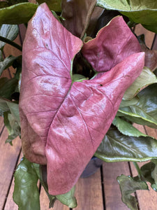 Syngonium Maria