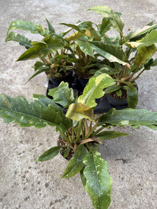 Philodendron Ring of Fire D14