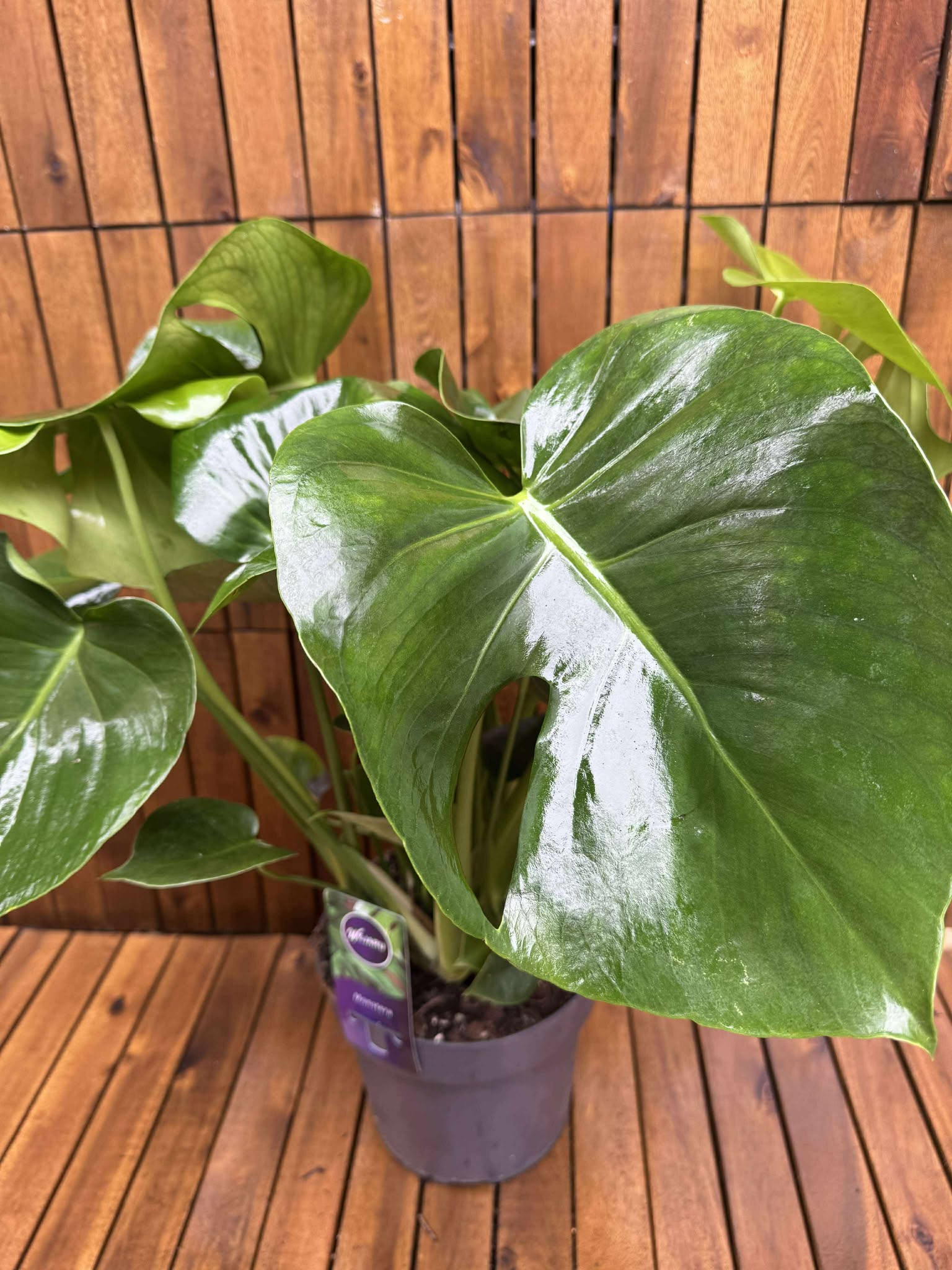 Monstera Deliciosa