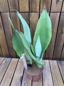 Sansevieria Moonshine