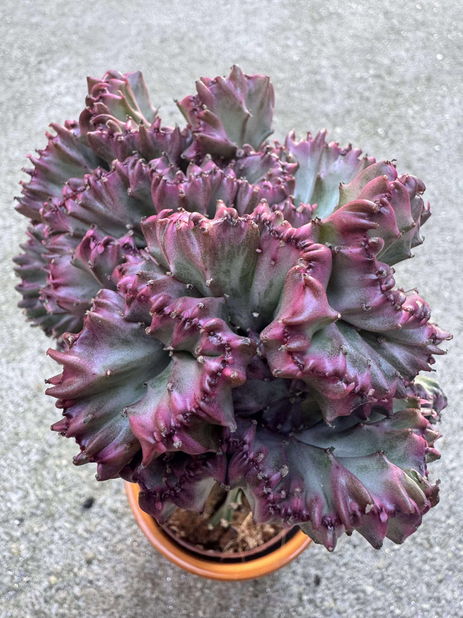 Euphorbia Lacteea Cristata