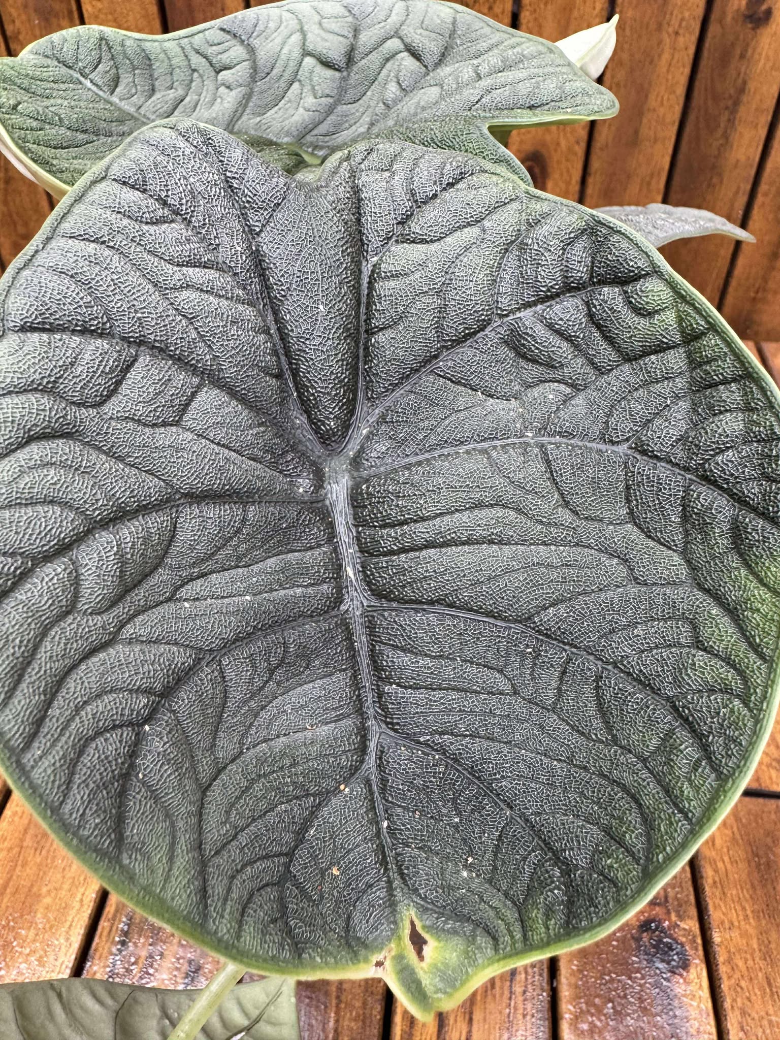 Alocasia Melo