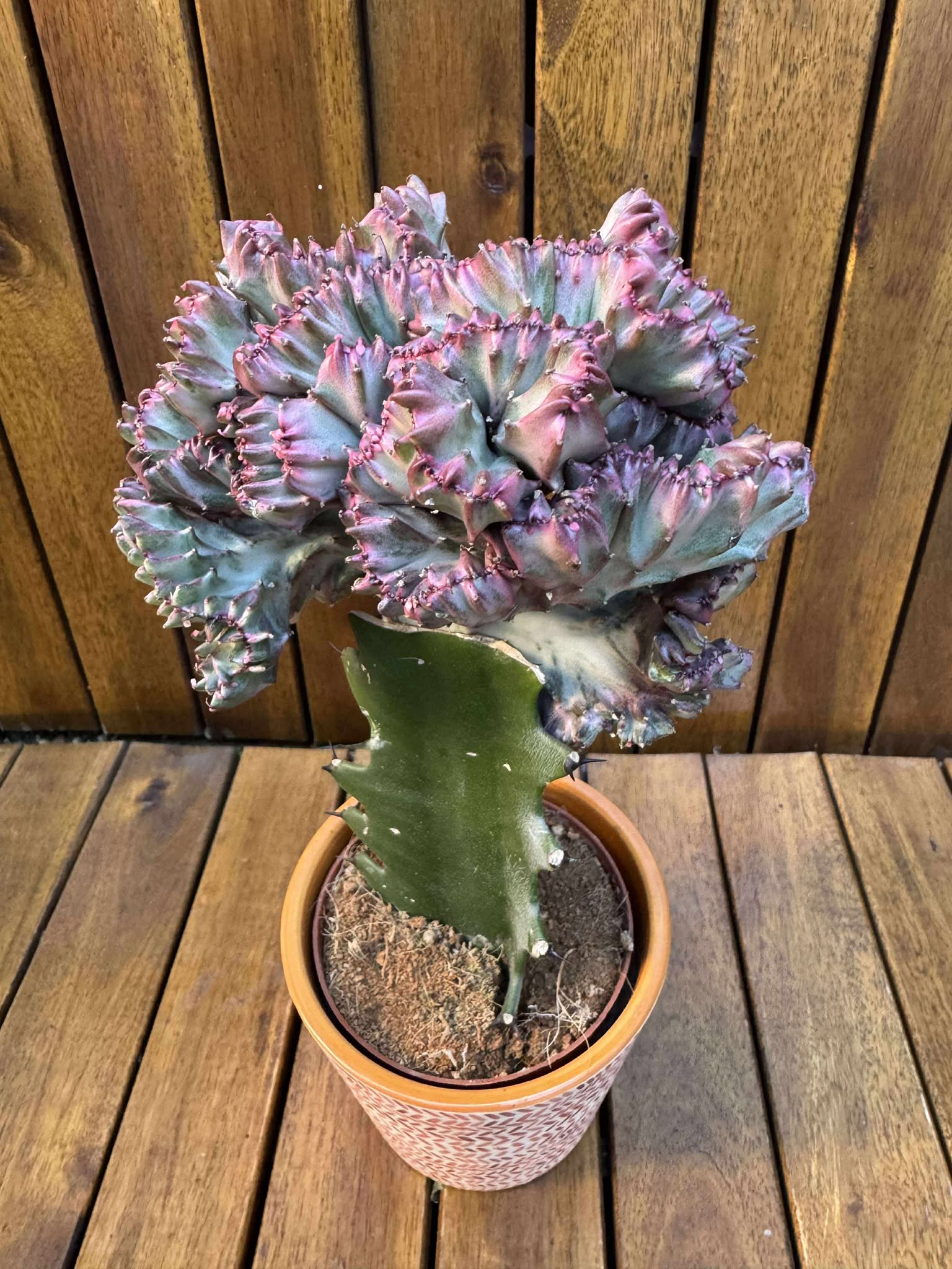 Euphorbia Lacteea Cristata