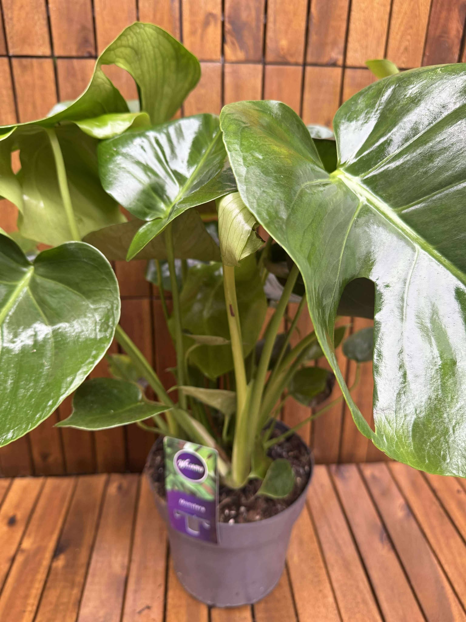 Monstera Deliciosa