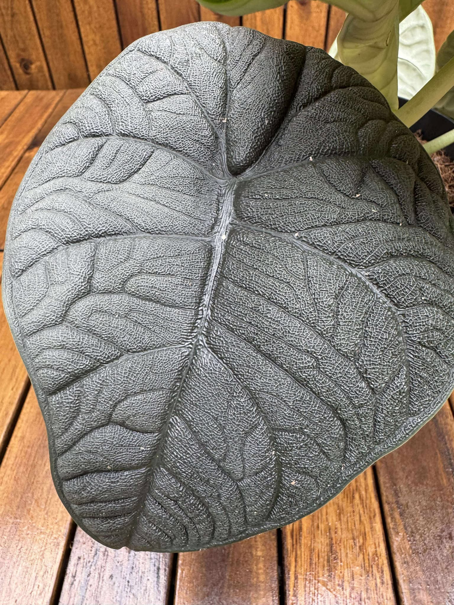 Alocasia Melo