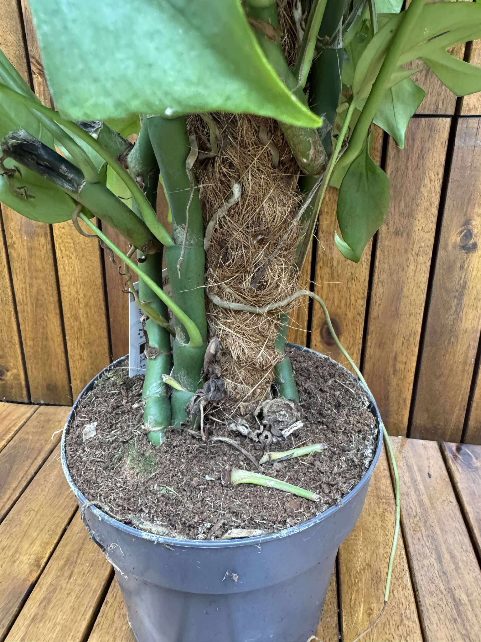 Monstera Deliciosa