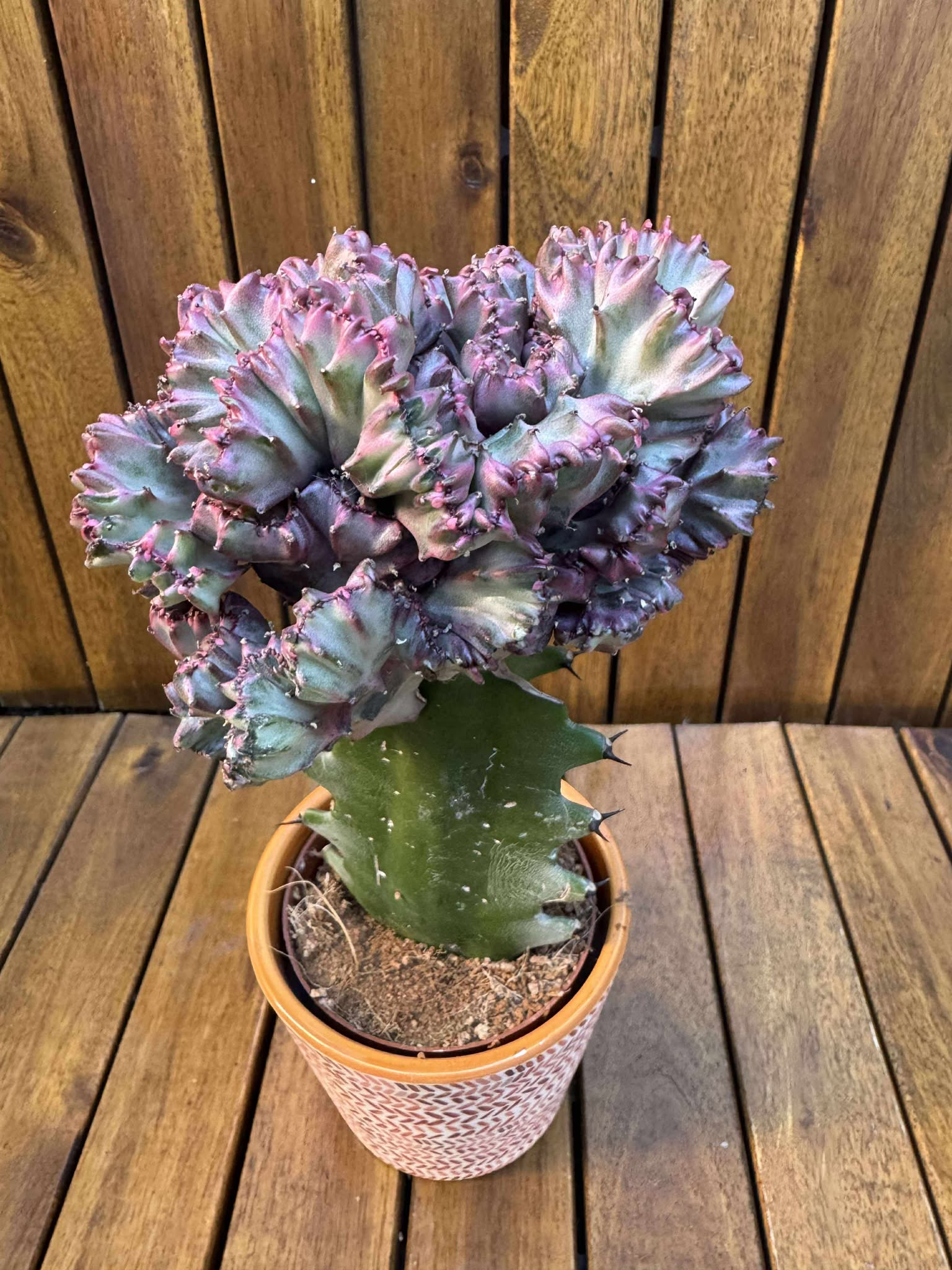 Euphorbia Lacteea Cristata