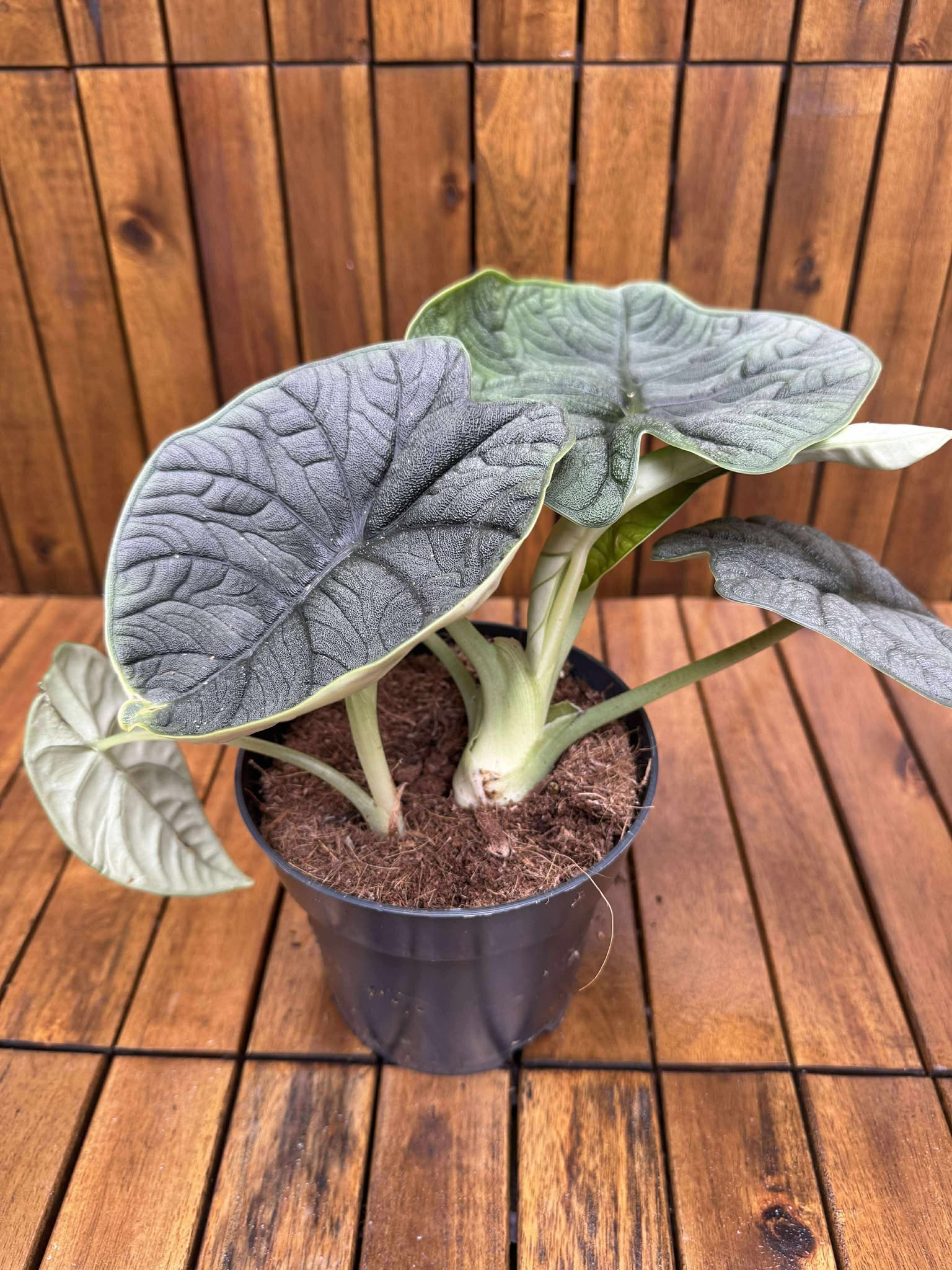 Alocasia Melo