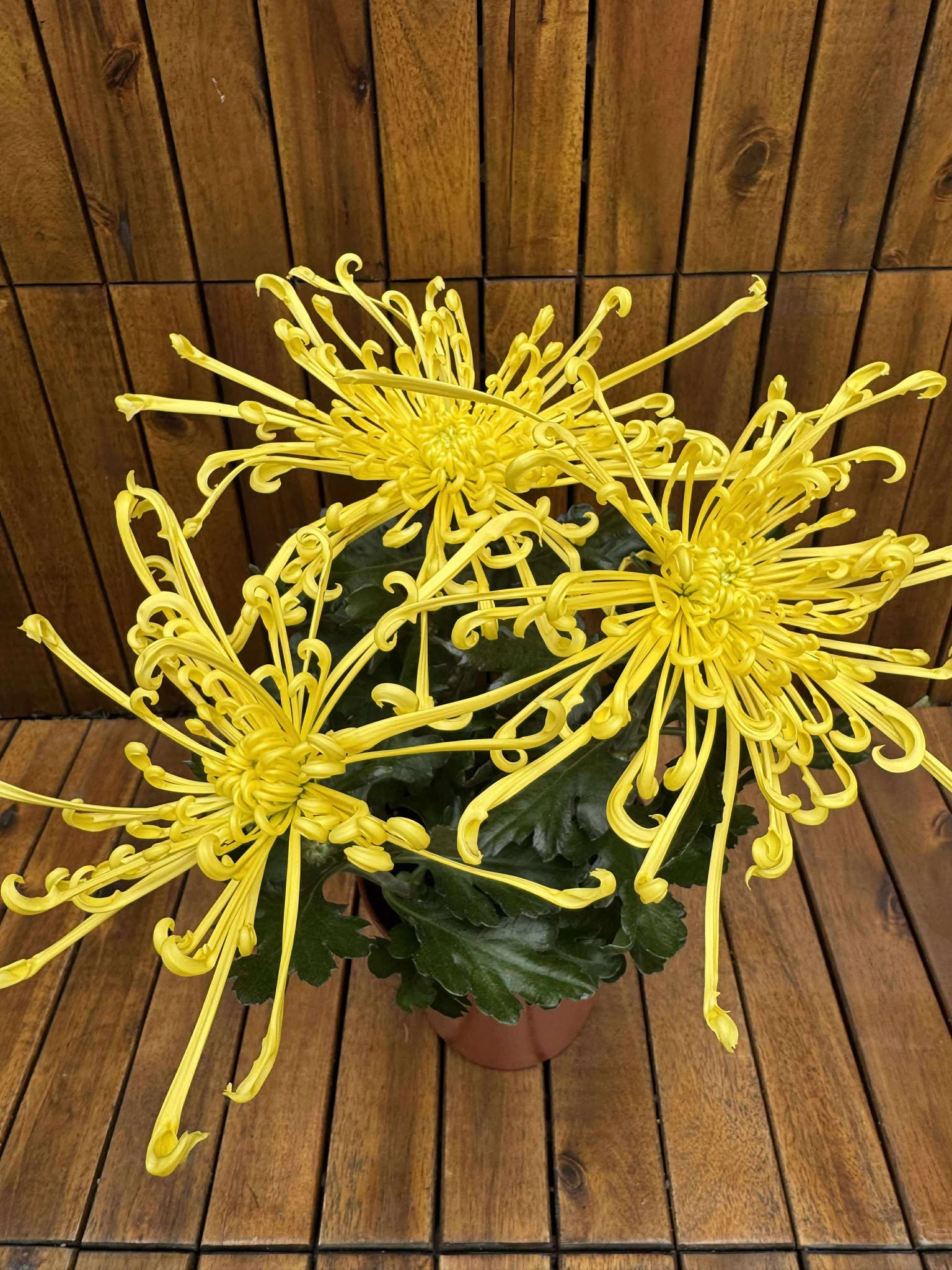 Crizantema Spider Yellow